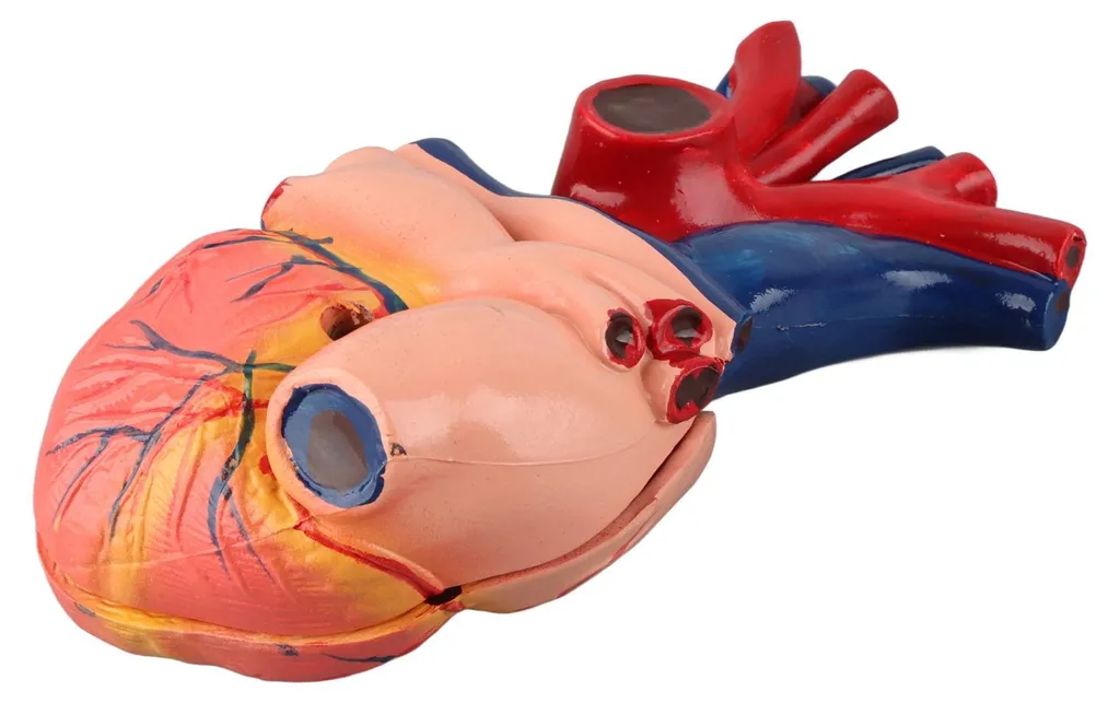 Maquette de cœur humain détaillée avec structures internes amovibles - 16