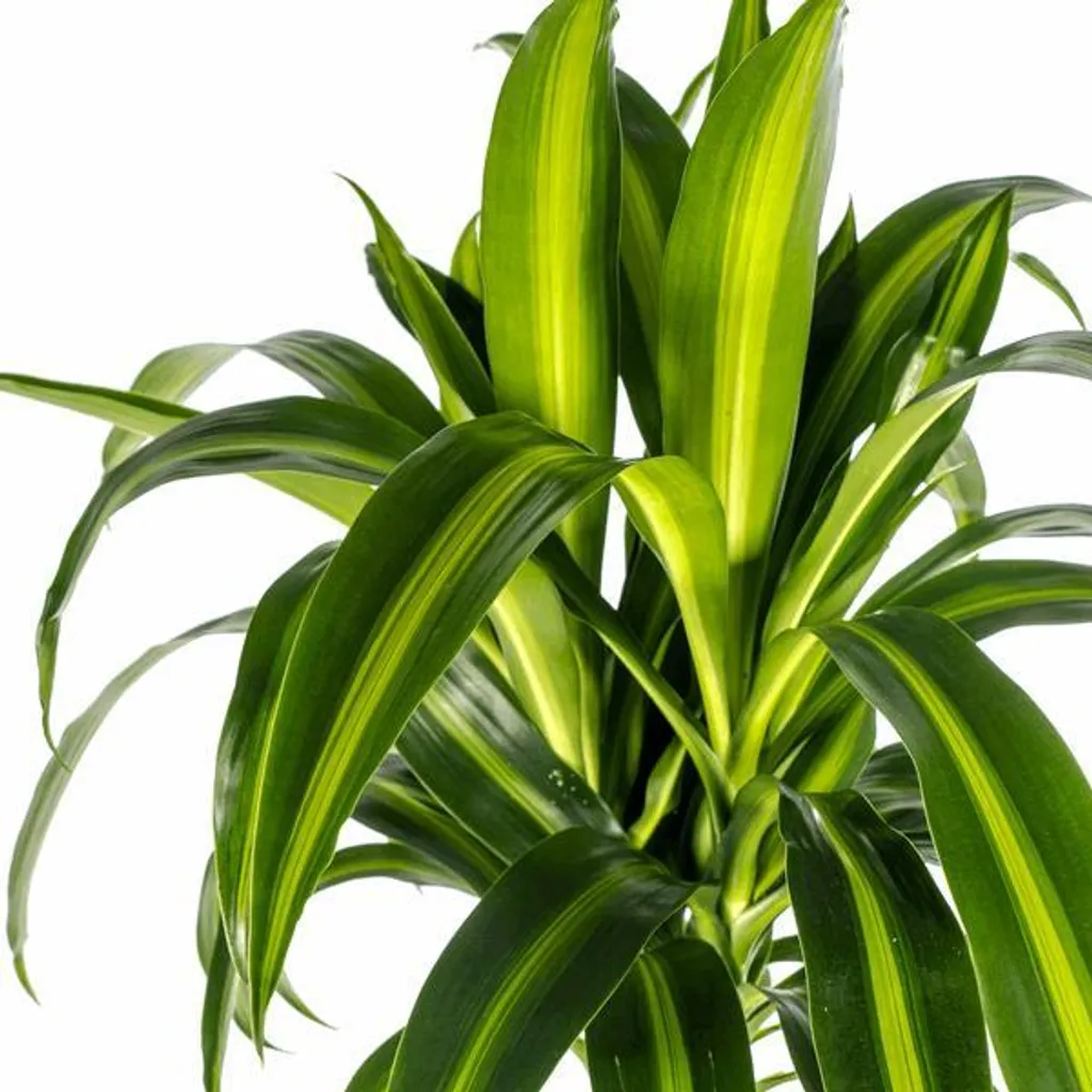 Dracaena Hawaiian Sunshine Ø24cm 130-150cm - Plante Verte d'Intérieur