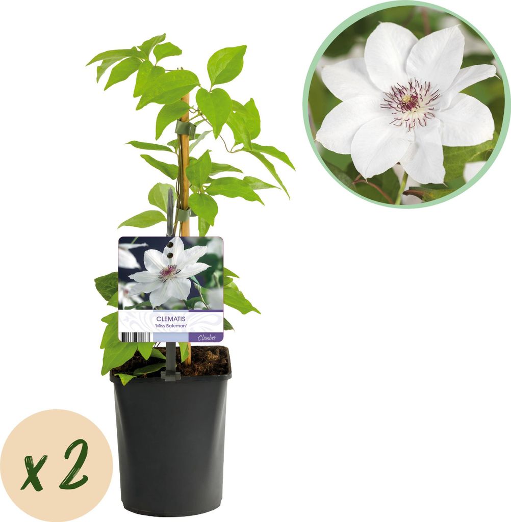 GreenboutiQ - Kletterpflanze - Clematis Miss Bateman - Blüte Rosa - Wenig Pflege - 2 Pflanzen - Topf 11cm Höhe 40cm