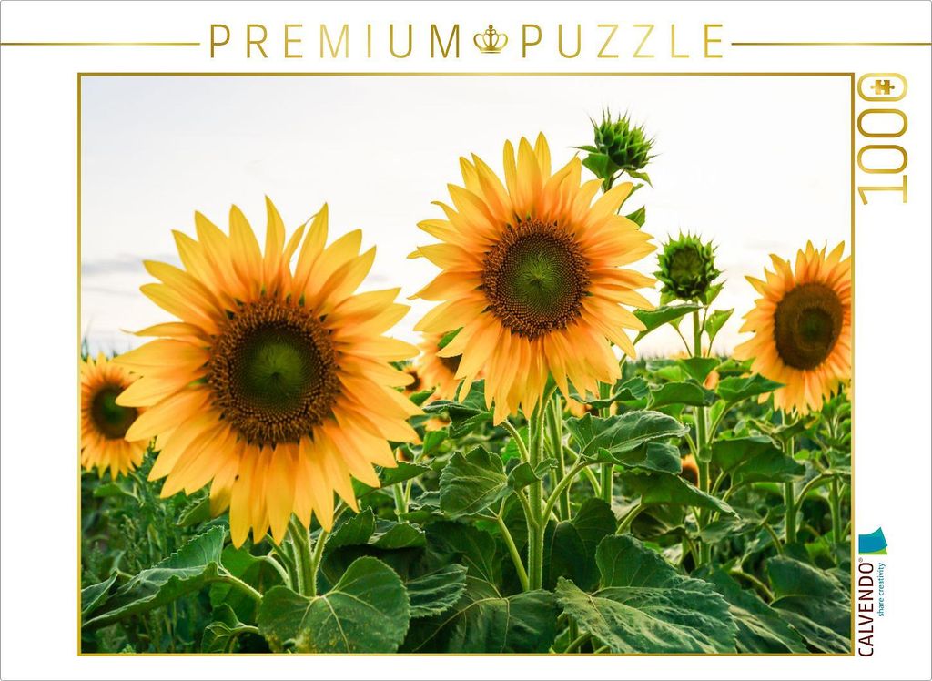 CALVENDO Puzzle Sonnenblumenfeld | 1000 Teile Lege-Größe 64x48cm Foto-Puzzle für glückliche Stunden