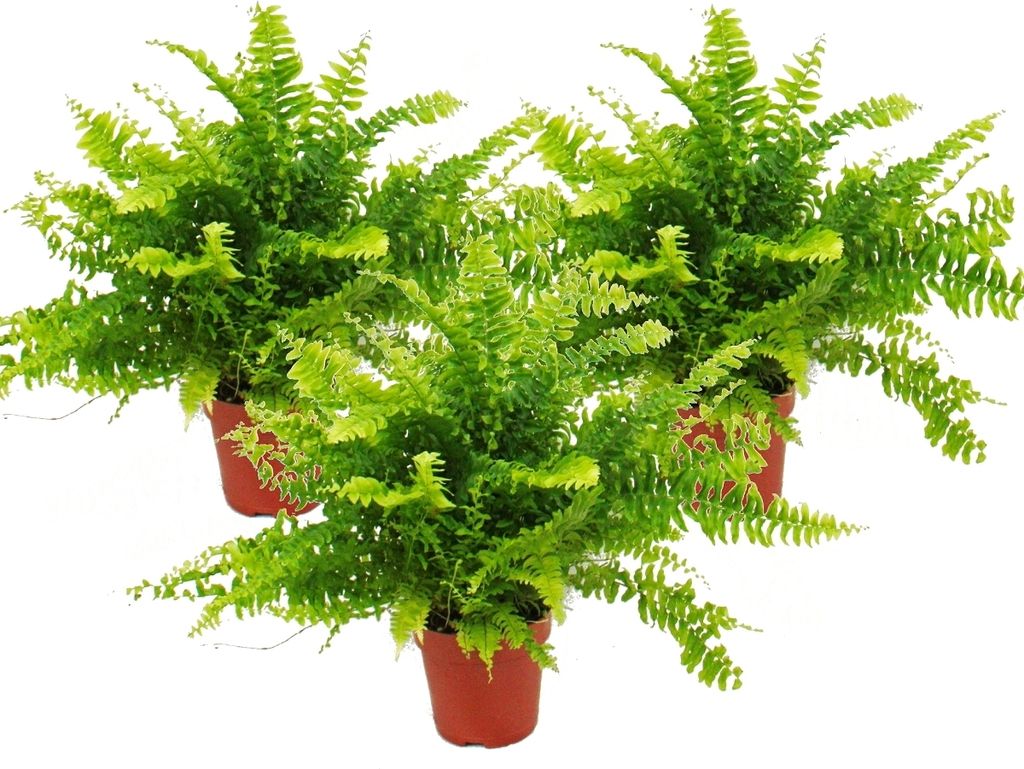 Nephrolepis, zestaw 3 paproci mieczowych 12 cm Zdjęcie produktu 