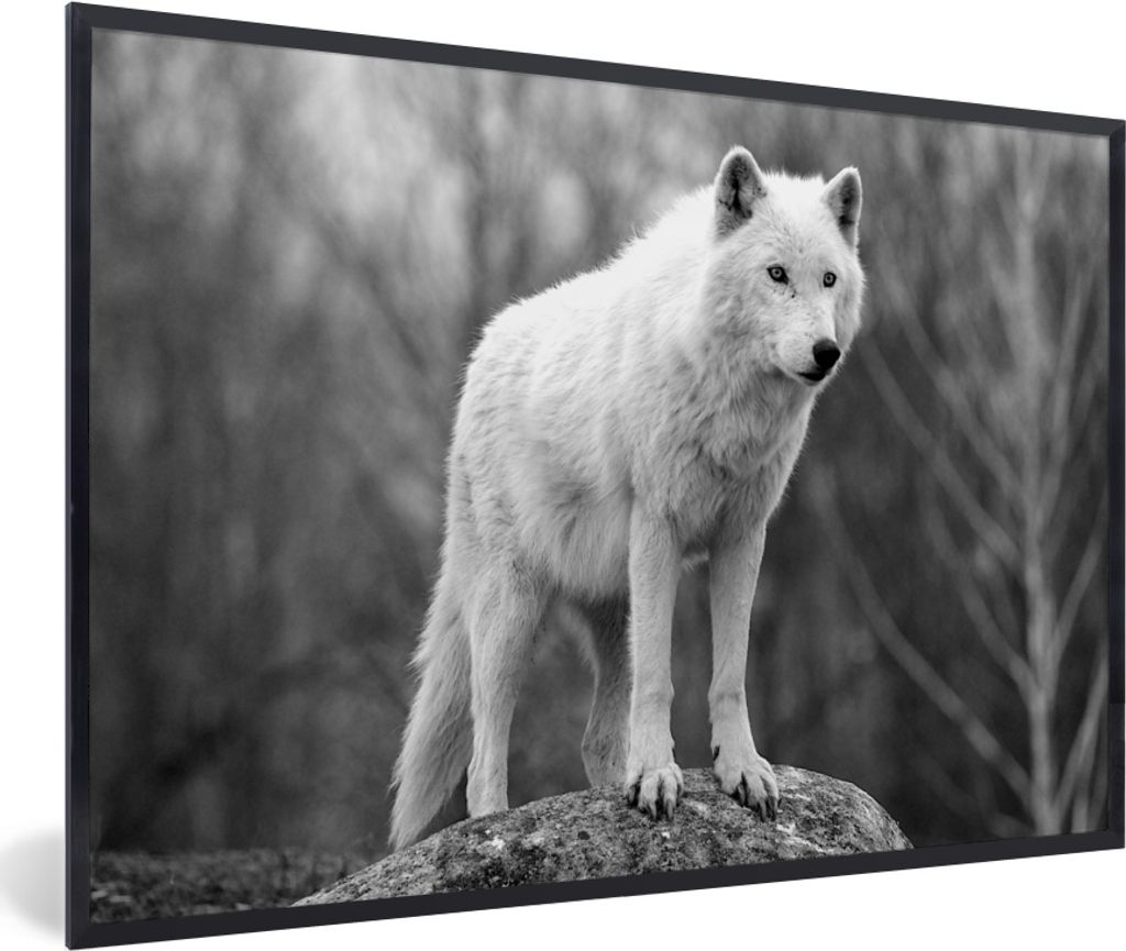 MuchoWow MuchoWow Gerahmtes Poster Wolf auf einem Stein - schwarz und weiß 60x40 cm - Poster mit zchwarzem Bilderrahmen - Printing - Wanddeko ...