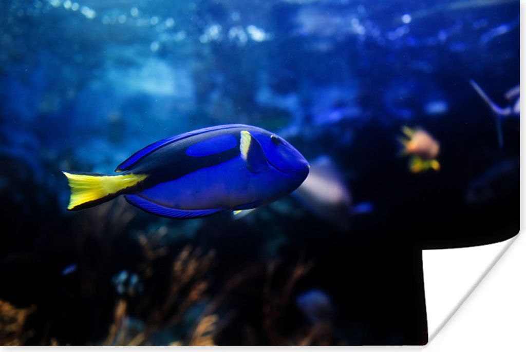 MuchoWow Poster Blauer Fisch im Aquarium 120x80 cm - Bilder