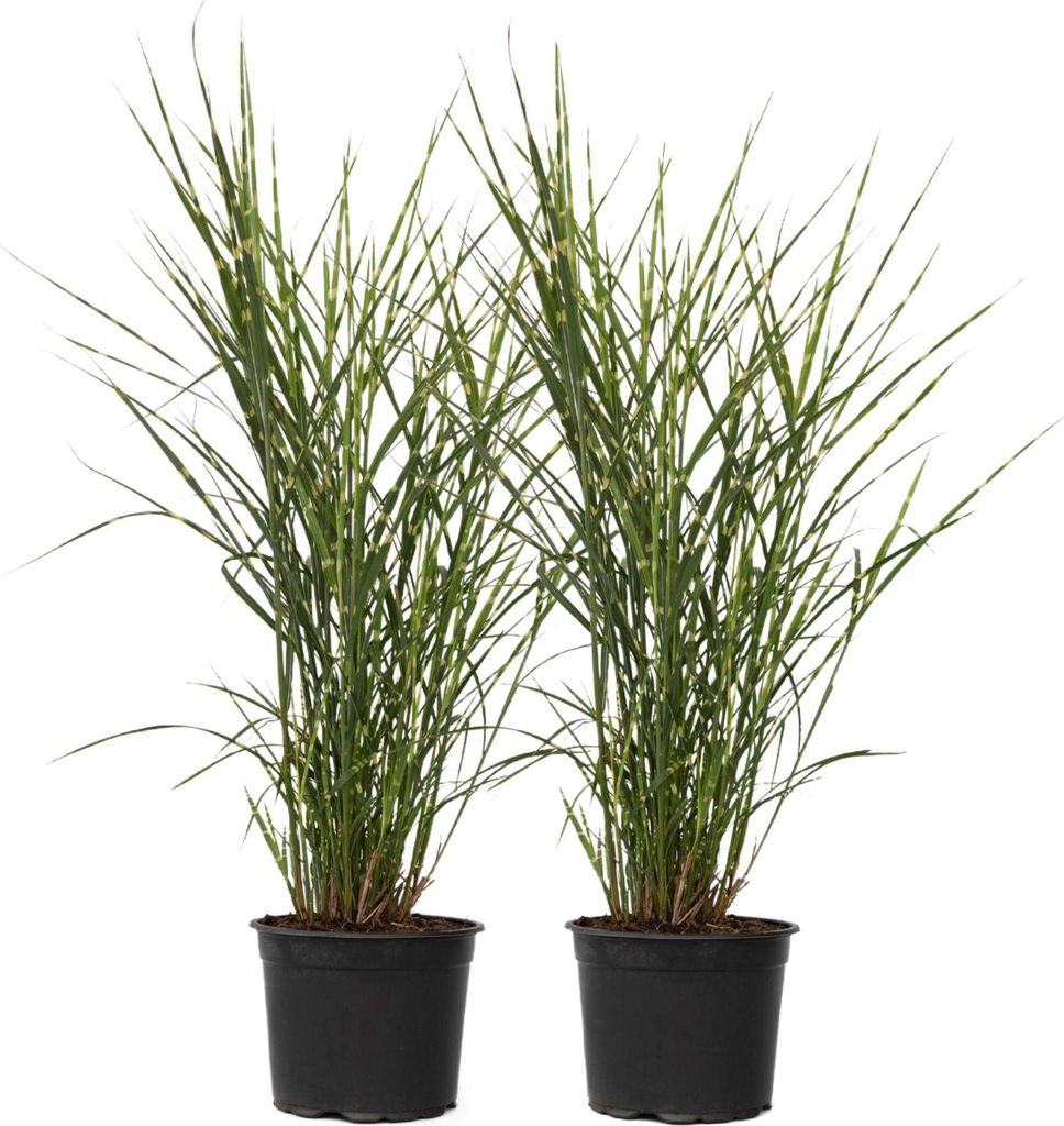 Chinaschilf - 2 Stk - Miscanthus 'Zebrinus' - Höhe 20-30cm Produktbild 