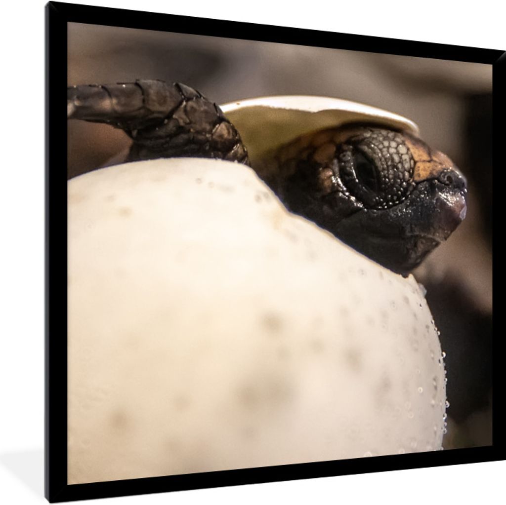 MuchoWow Gerahmtes Poster Schildkröte - Baby - Ei 40x40 cm - Poster mit Schwarzem Bilderrahmen Wandposter Rahmen Foto Bilder - Mit Rahmen - Wand...