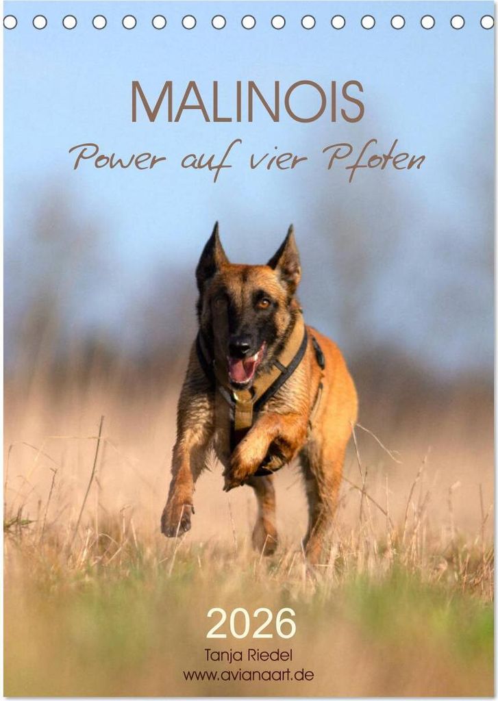 Malinois Power auf vier Pfoten (Tischkalender 2026 DIN A5 hoch), CALVENDO Monatskalender