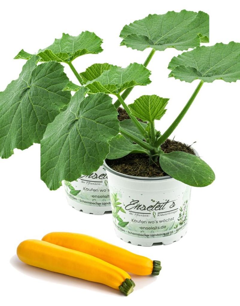 Enseleits 2er Set Zucchini Pflanze gelb (Cucurbita pepo), Produktbild 