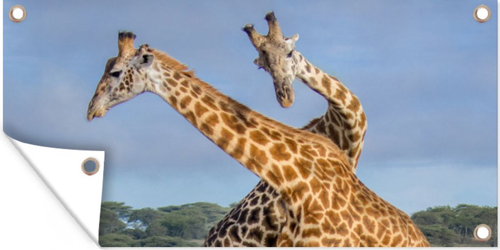 MuchoWow 160x80 cm Outdoor-Poster Gartendeko Sichtschutz Garten Poster für den Garten Giraffen - Tiere - Natur