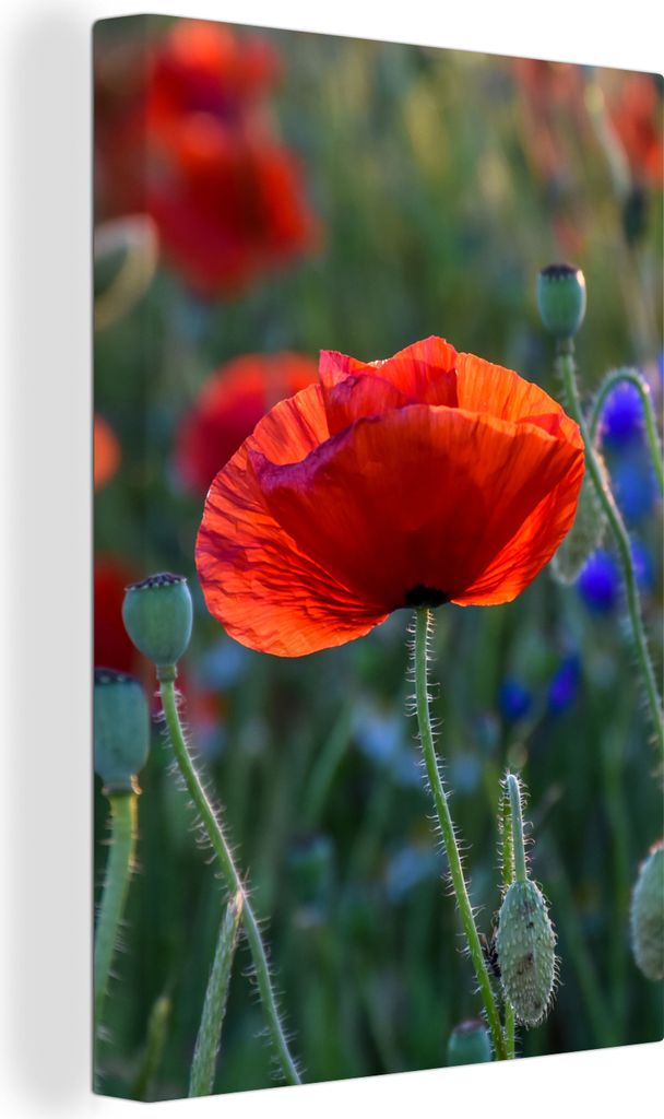 OneMillionCanvasses - Leinwandbilder - 90x140 cm, Bunte Mohnblumen in den Niederlanden, Wandbilder Kunstdruck Wanddekoration - Foto auf Leinwand ...