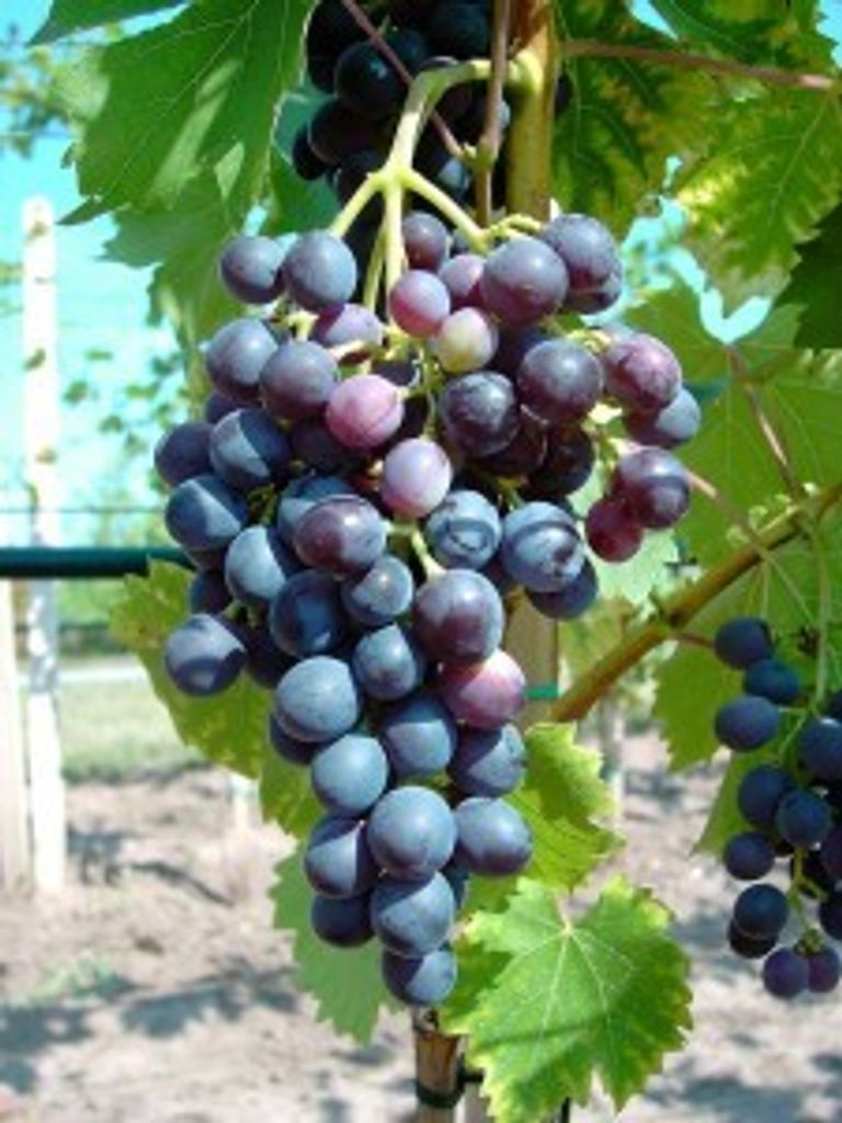 Weinrebe `Blauer Muskateller´  im 9x9cm Topf Produktbild 