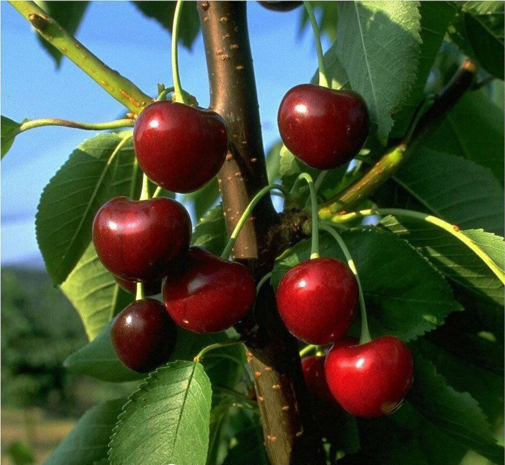 Kirschbaum `Schneiders Späte Knorpelkirsche´ - Niedrigstamm Produktbild 