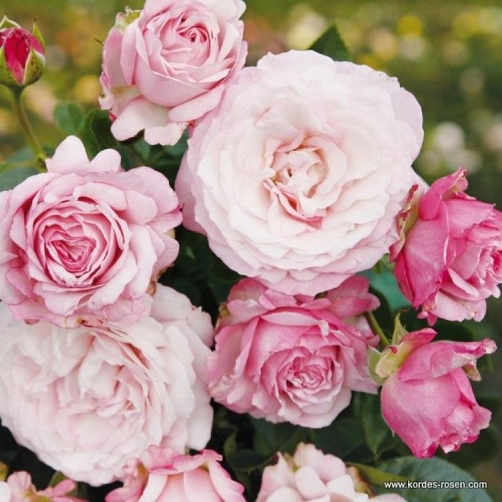 Strauchrose Rosenfaszination , Kordes, 2013 / Schultheis, 2011 - ADR-Rose, Co. 5 L