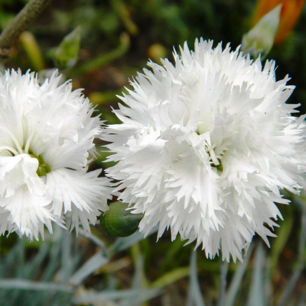 6 x Feder Nelke  - Dianthus plumarius 'Haytor White'  | Produktbild 