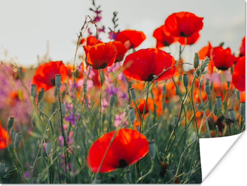 MuchoWow Poster Mohn - Blumen - Rot - Lila - Wiese 80x60 cm - Kunst für zu Hause