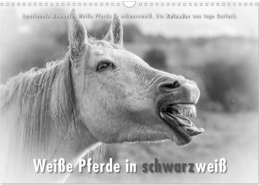 Emotionale Momente: Weiße Pferde in schwarzweiß. (Wandkalender 2026 DIN A3 quer), CALVENDO Monatskalender
