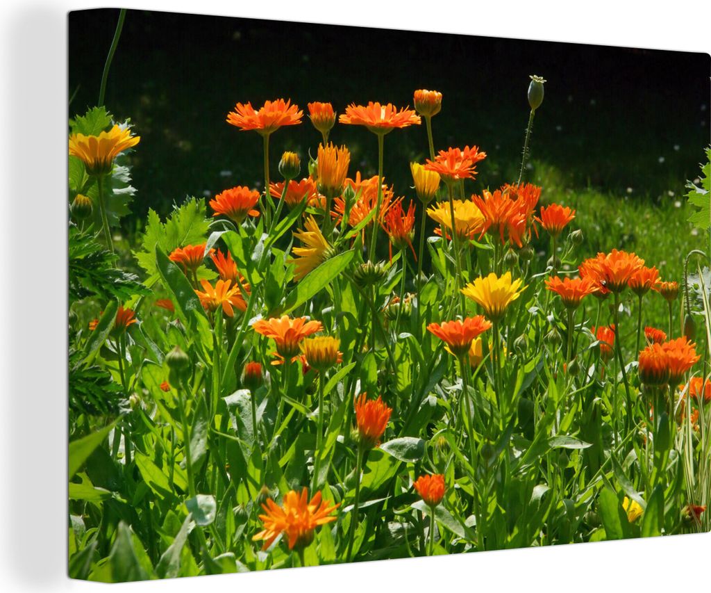OneMillionCanvasses - Leinwandbilder - 140x90 cm, Feld voller Ringelblumen, Wandbilder Kunstdruck Wanddekoration