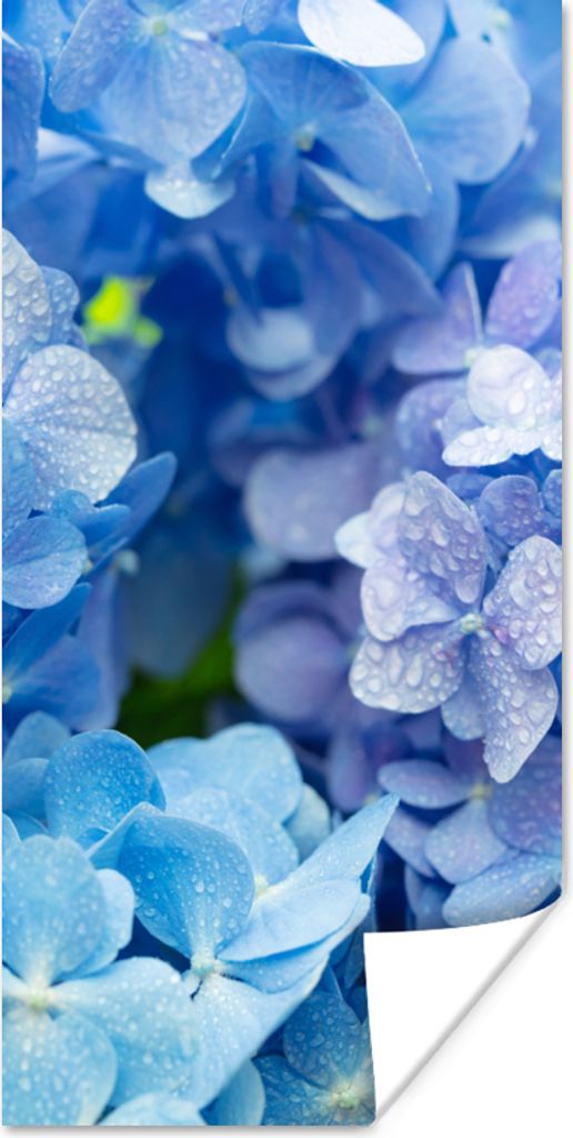 MuchoWow Poster Hortensie - Wassertropfen - Floral - Botanisch - Blau 80x160 cm - Kinderzimmer