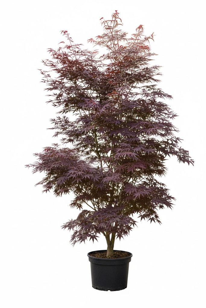Roter japanischer Fächerahorn XXL – Acer palmatum Atropurpureum – 250 cm