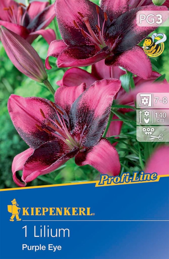 Asiatische Lilie Purple Eye, Blumenzwiebel von Kiepenkerl