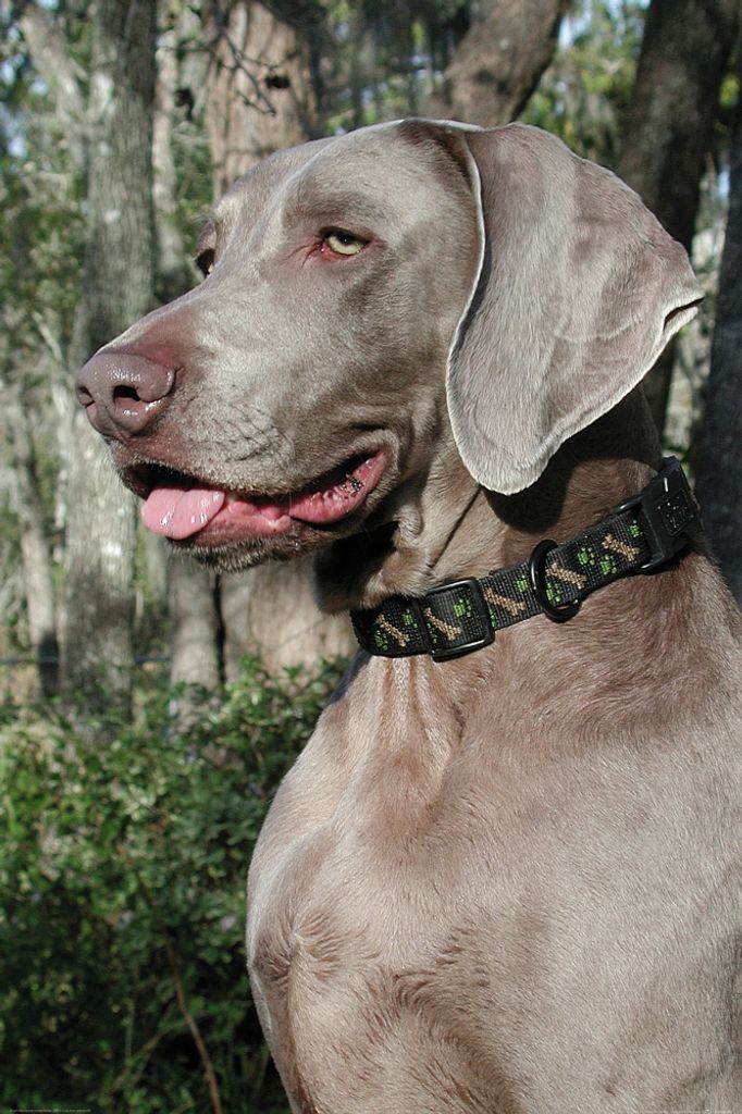 Hunde Kunstdruck Bild - Weimaraner Im Profil (120 x 80 cm)