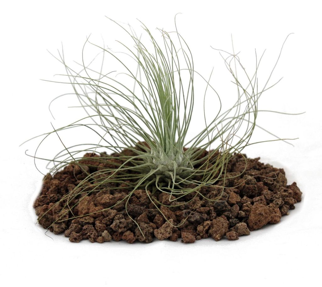 Tillandsia argentea - roslina luzna Obrázok produktu 