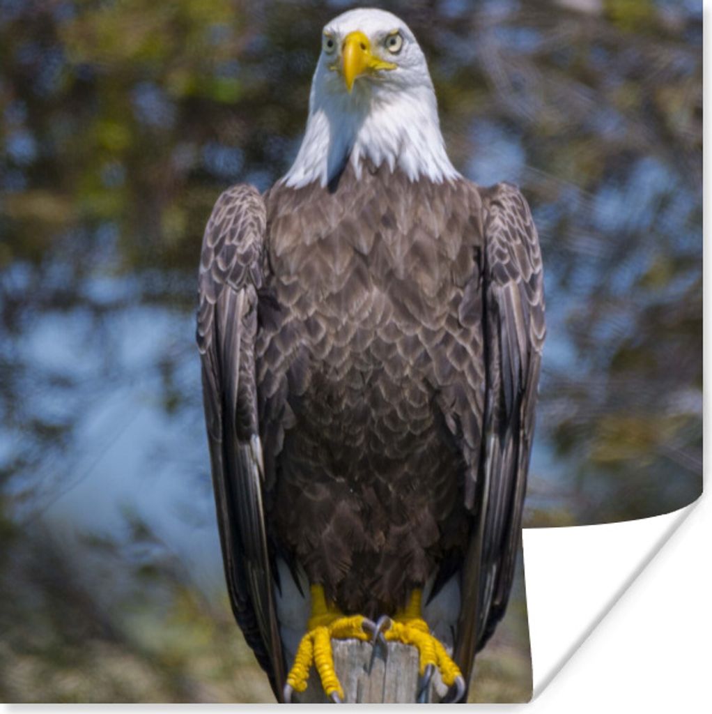 MuchoWow Poster Ein Weißkopfseeadler sitzt auf einem Holzpfahl 30x30 cm - Wandposter - Printing