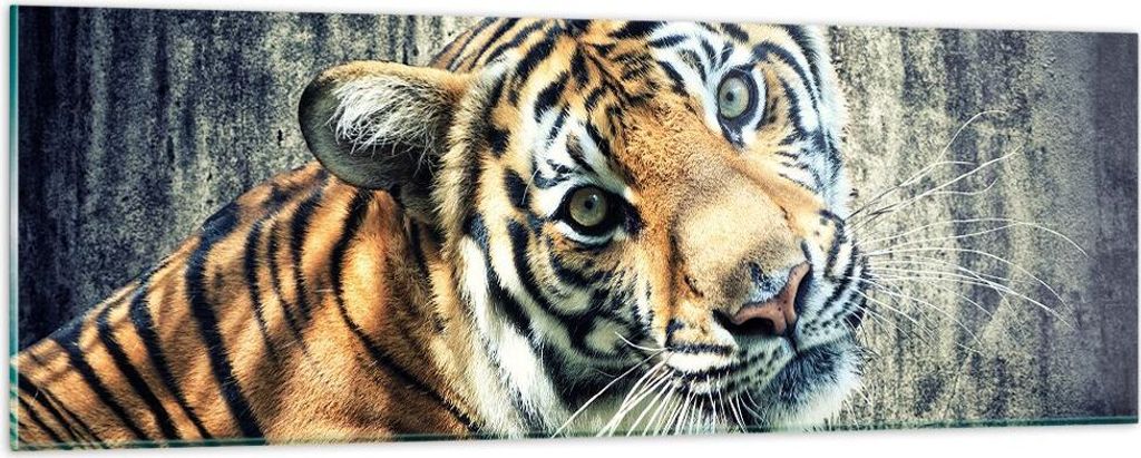 Bilder auf glas - Indien stein tiger wild - 90x30cm - Glasbilder - Wandbilder - Kunstdruck - zum Aufhängen bereit - Wanddekoration aus Glas - Glas...