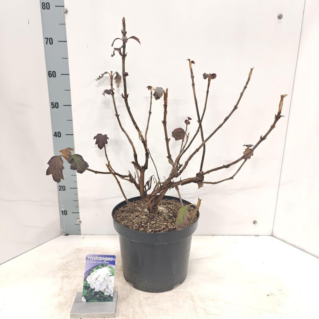 Hydrangea quercifolia 'Snow Queen' - Hortensie | 50-60 cm im Topf