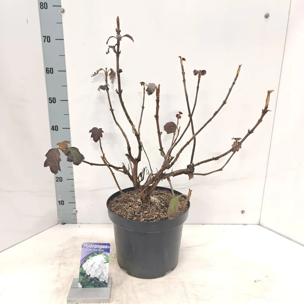 Hortensia 'Snow Queen' pot 50-60cm - Arbuste idéal massif ombre et mi-ombre