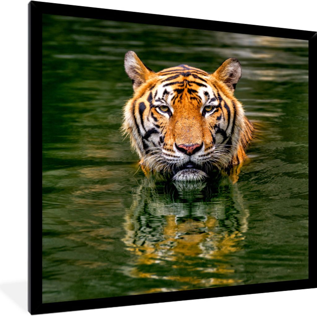 MuchoWow Gerahmtes Poster Tiger im Wasser 40x40 cm - Poster mit Schwarzem Bilderrahmen Wandposter Rahmen Foto Bilder - Mit Rahmen - Wanddekoratio...