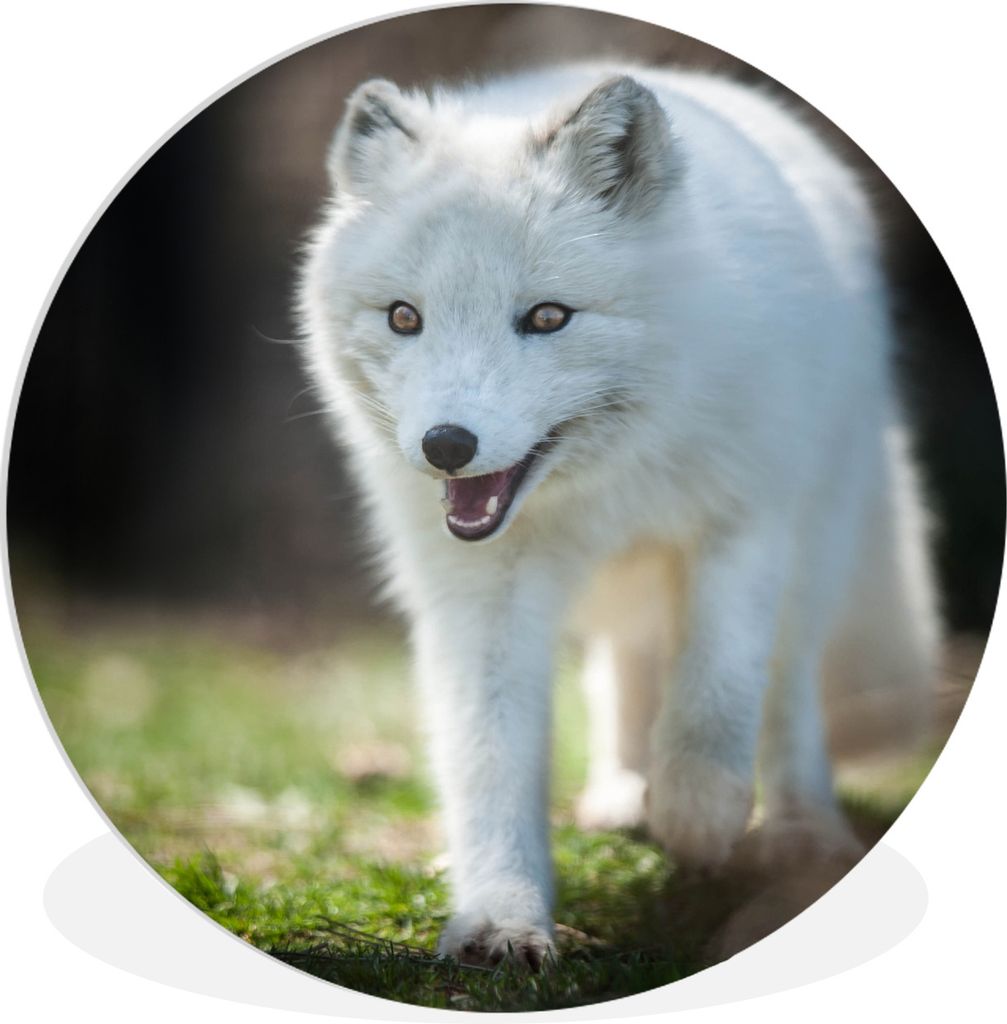 MuchoWow Rundes Wandbild - Runde Bilder Polarfuchs - Laufen - Gras Ø 30 cm Kreis Wanddekoration Kunststoff - Wandkreis - Wandschmuck - Schlafzim...