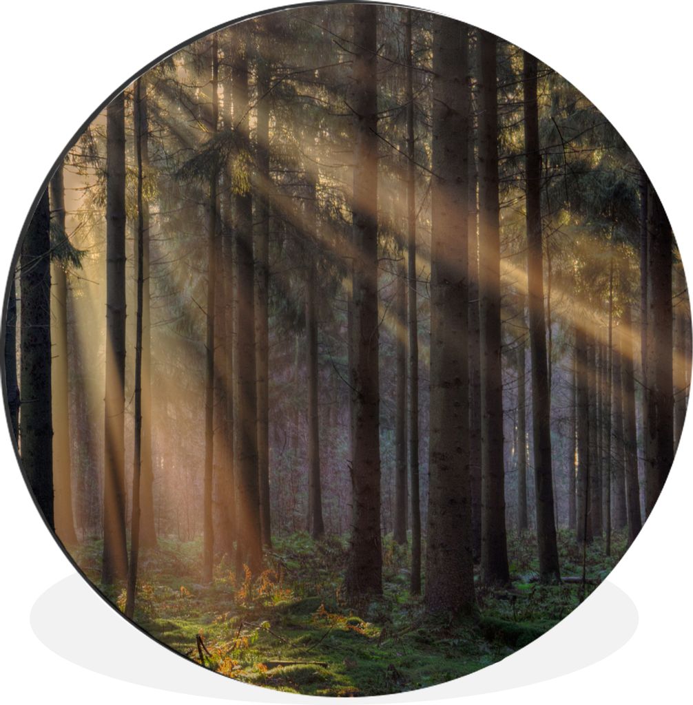 MuchoWow Aluminium Wandkreis Bäume - Wald - Sonne - Pflanzen Ø 90 cm Wanddeko Modern Wohnzimmer - Mauerkreis - Wandbilder - Runde Bild - Bild a...