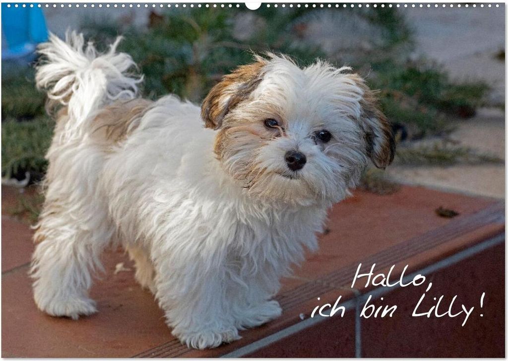 Hallo, ich bin Lilly (Wandkalender 2026 DIN A2 quer), CALVENDO Monatskalender