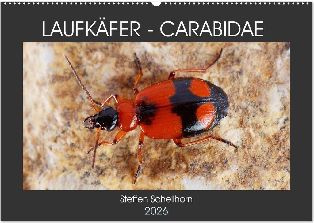 LAUFKÄFER - CARABIDAE (Wandkalender 2026 DIN A2 quer), CALVENDO Monatskalender