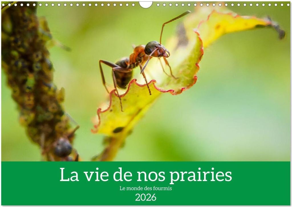 La vie de nos prairies - Le monde des fourmis (Calendrier mural 2026 DIN A3 vertical), CALVENDO calendrier mensuel