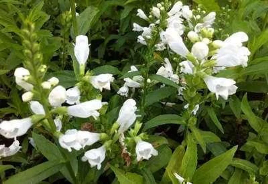 Physostegia Summer Snow : 6 fleurs blanches pour jardins sans souci