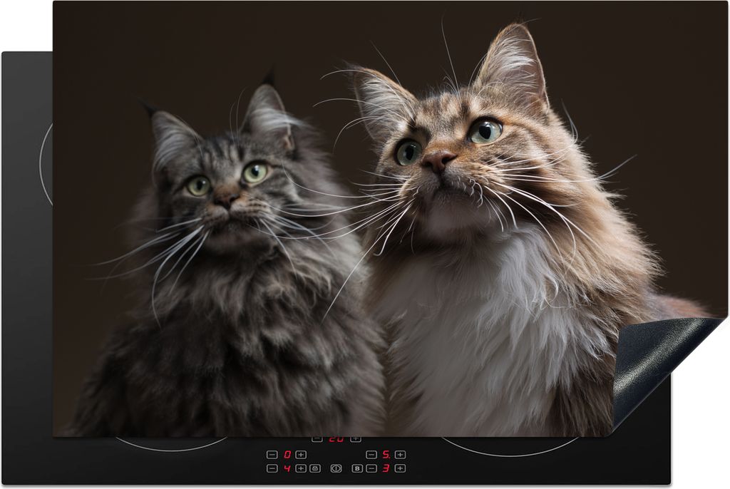 KitchenYeah Herdabdeckplatte Zwei süße Maine Coon Katzen , 80x52cm, Küche Deko, Glaskeramikfeld Herdabdeckung, Abdeckplatte fùr Kochfeld