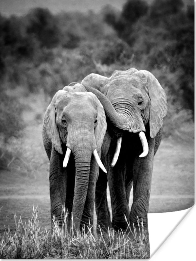 MuchoWow Poster Elefanten in Kenia - schwarz und weiß 60x80 cm - Schlafzimmer Dekoration
