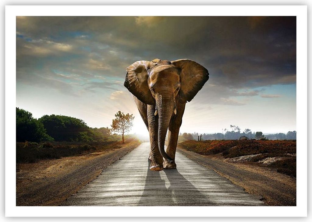 Poster - Poster ohne Rahmen - Elefant Straße Landschaft - 100x70 cm - Wand Bild - Wanddeko - Wandbilder - Kunstposter - Wandposter - Bilder - Kuns...
