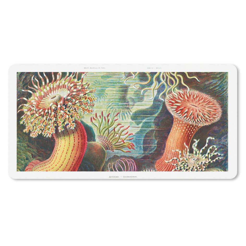 MuchoWow Mauspad Mousepad Ernst Haeckel - Anemone - Retro - Natur - Pflanzen - Meer 60x30 cm - Mousepads - Maus Mat - Pad - Mausunterlage - Nachh...