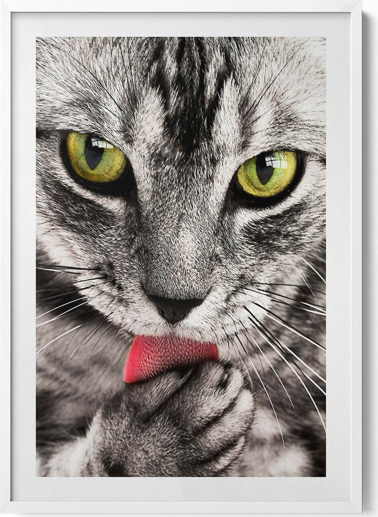 Die Augen einer grauen Katze– Wandbild mit Rahmen – Gerahmtes Bild – Wanddekoration – 70x100 cm – Weiß Rahmen
