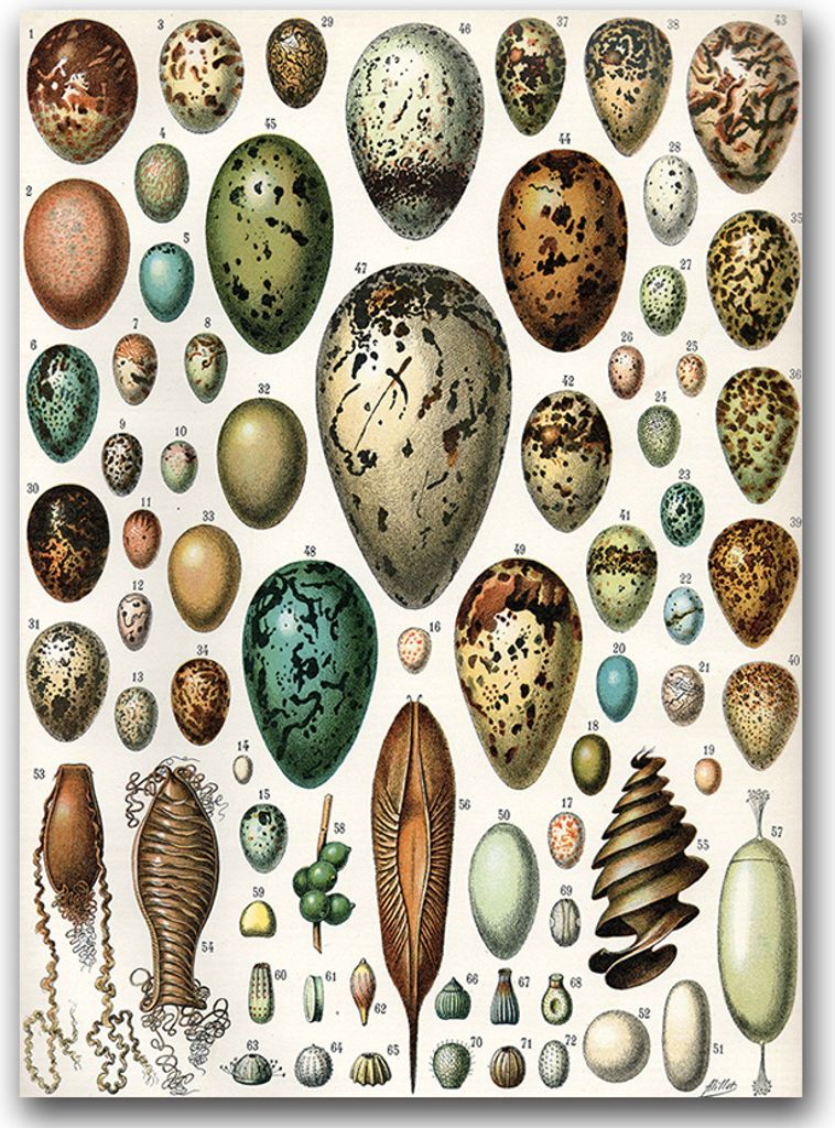 Poster - Canvas - Leinwand - 59,4 cm x 84,1 cm - Fotoposter - Leinwandkunst - Eier Adolphe Millot