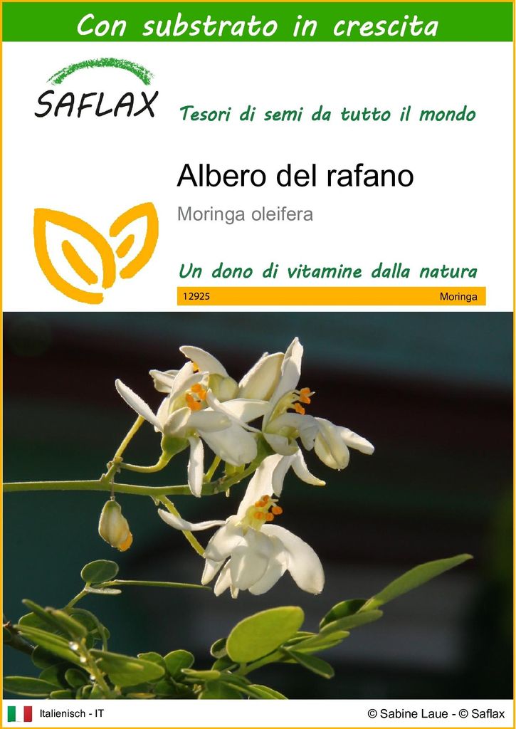 SAFLAX  - Albero del rafano  - 10 semi - Con substrato - Immagine del prodotto 