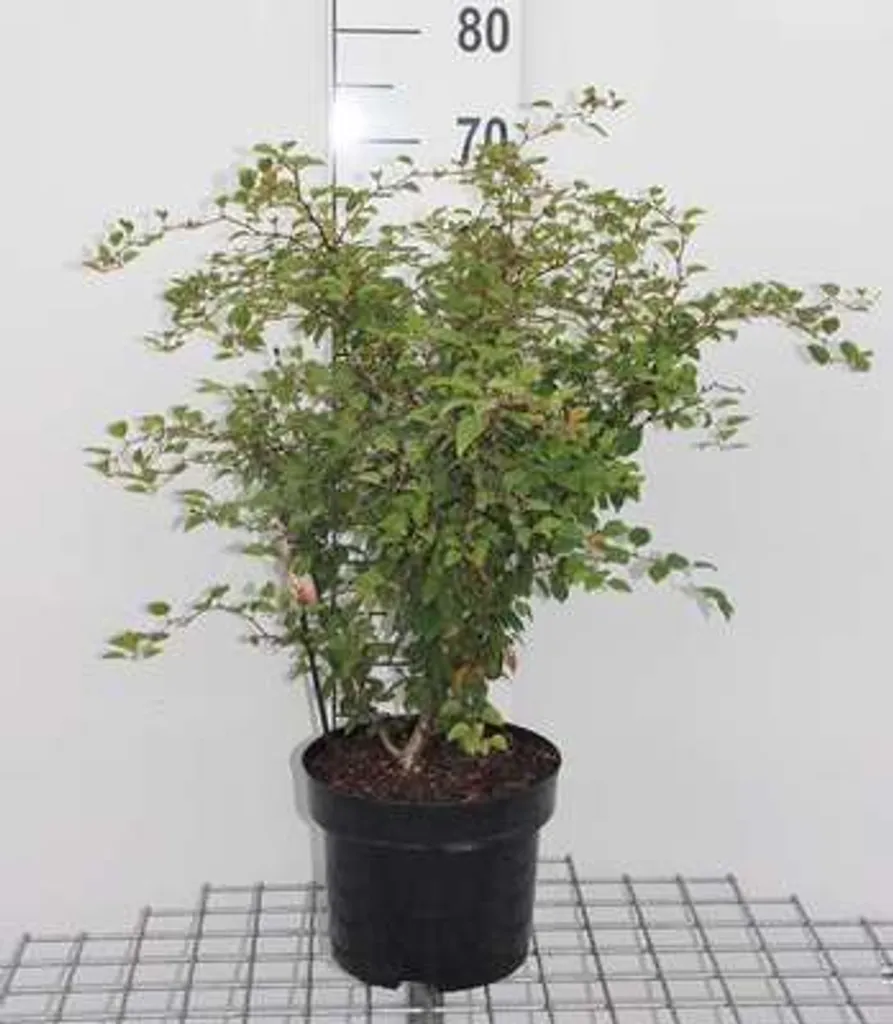 Cerisier à fentes rustique Prunus Kojou-no-mai - Idéal petit extérieur