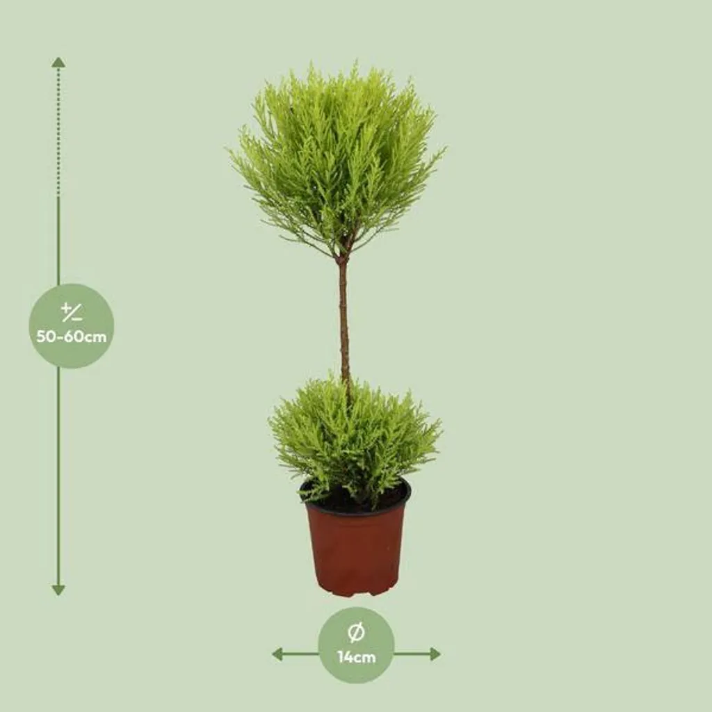 Cyprès d'intérieur au parfum de citron | Cupressus Goldcrest 60cm