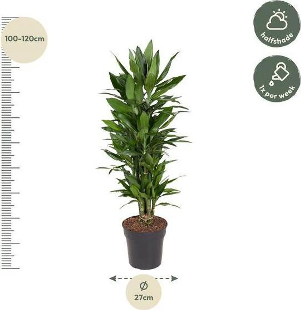 Dracaena Janet Lind 110 cm pour décorer un salon ou bureau lumineux