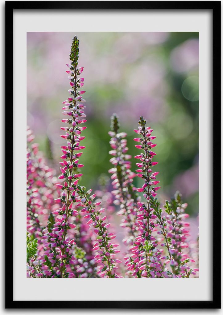 Bild - Bilderrahmen - 50 cm x 70 cm - MDF - Rahmen - Wandkunst Heide