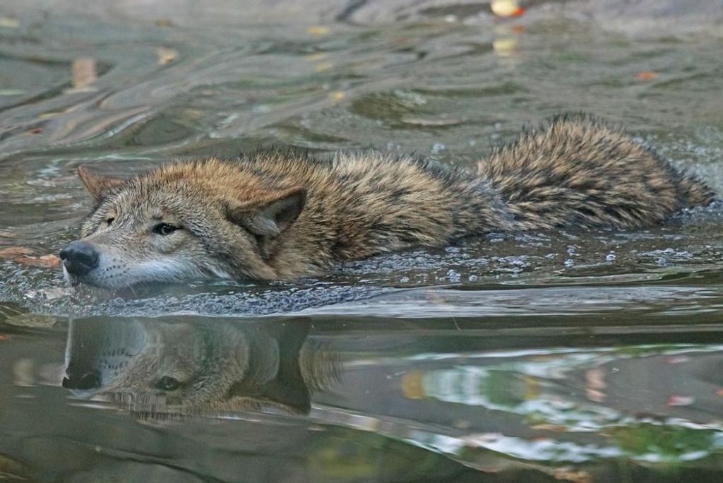 hansepuzzle 29247 - Wolf Puzzle, 2000 Teile, Tierwelt, 90,0 x 60,0cm mit hochwertiger Aufbewahrung, Kartonbox und wiederverschließbarem Beutel