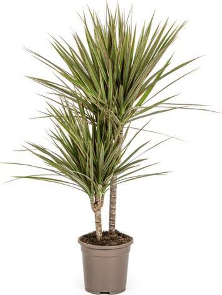 Drachenbaum Dracaena Marginata Bicolor Zimmerpflanze Ø17cm 60cm pflegeleicht