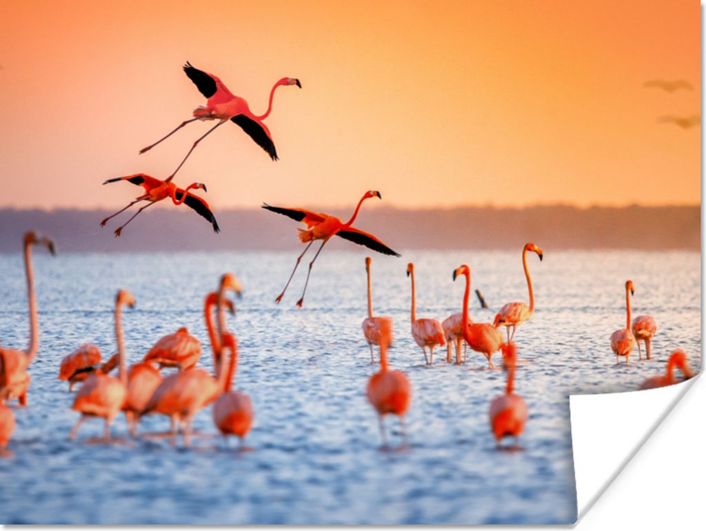 MuchoWow Poster Vogel - Flamingo - Wasser - Sonnenuntergang - Rosa 120x90 cm - Wandbild